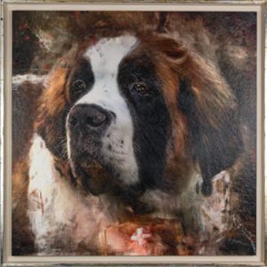 portrait de lévrier Saint-Bernard