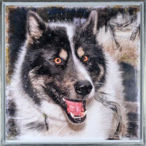 portrait de chien Groenlandais