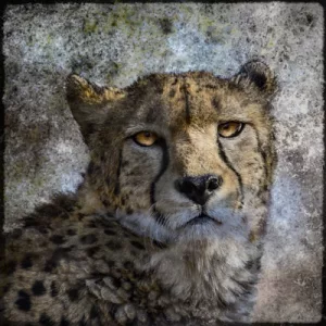 Guepard