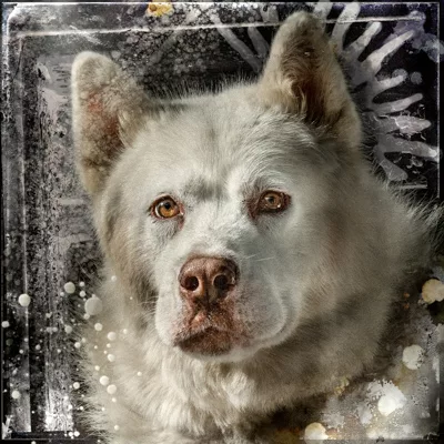 Sam Sos chiens polaire