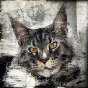 chat Maine coon