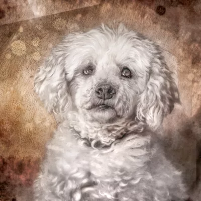 plume Sos chiens polaire