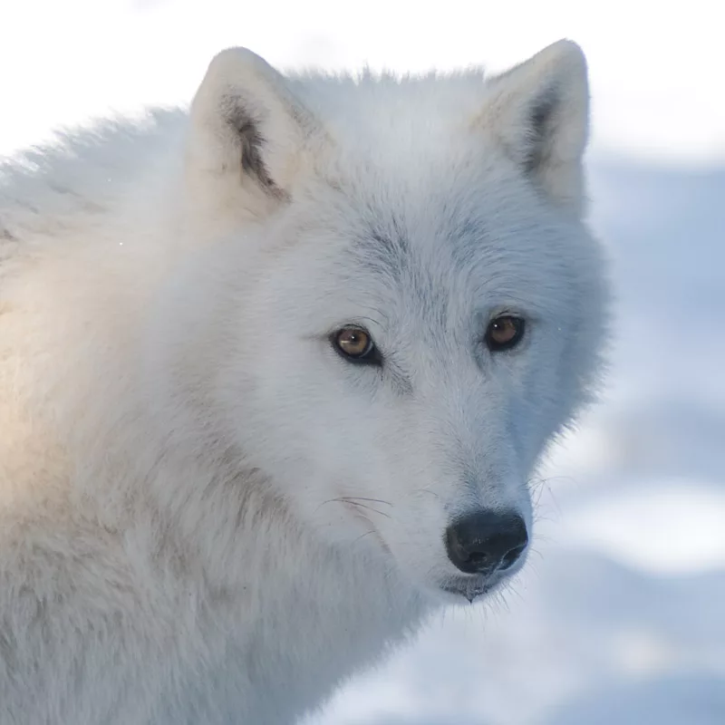 Loup blanc